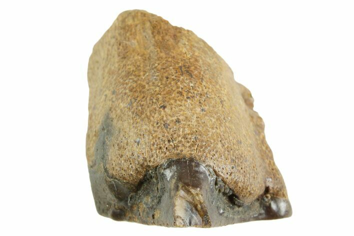Fossil Triceratops Shed Tooth - Montana #364391